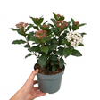 Viburnum tinus 'Gwenllian', an evergreen flowering hardy garden shrub with glossy foliage and clustered blooms.