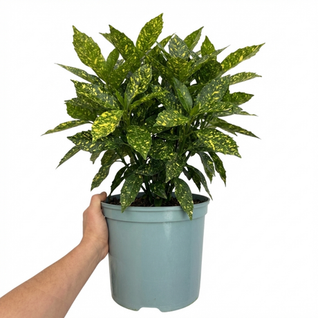 Aucuba 'Golden King' with broad glossy leaves marked by bright gold flecks and splashes across rich green foliage.