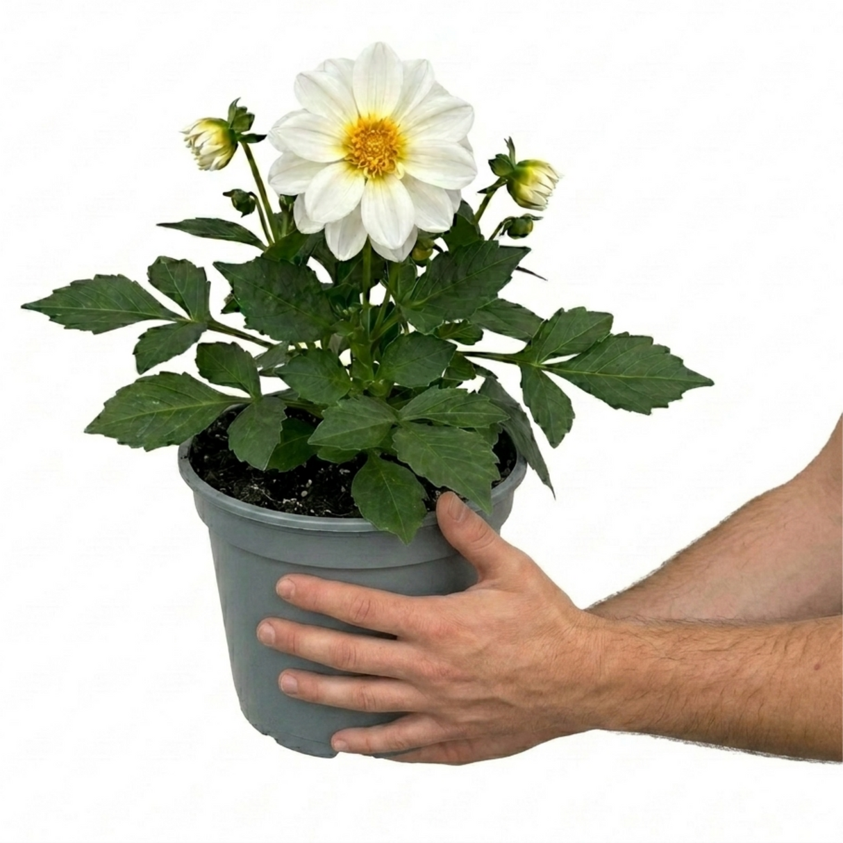 Dahlia LaBella Maggiore 'White' summer-flowering dahlia with fresh green foliage, suited to beds, borders and garden containers.