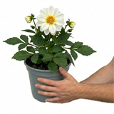 Dahlia LaBella Maggiore 'White' summer-flowering dahlia with fresh green foliage, suited to beds, borders and garden containers.