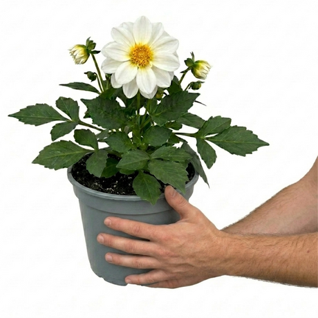Dahlia LaBella Maggiore 'White' summer-flowering dahlia with fresh green foliage, suited to beds, borders and garden containers.