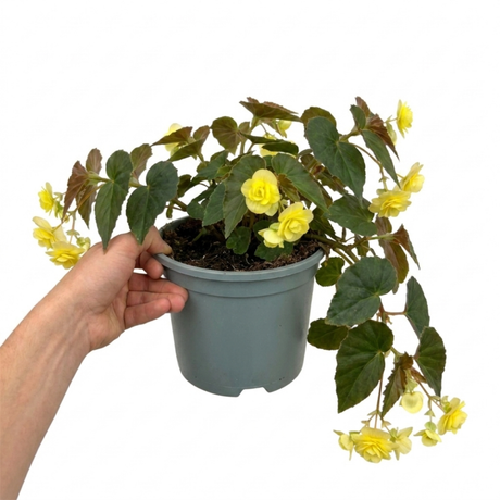 Further views of the Begonia 'Fragrant Falls Lemon' large garden-ready plant in its 2L pot at Cedar Nursery.