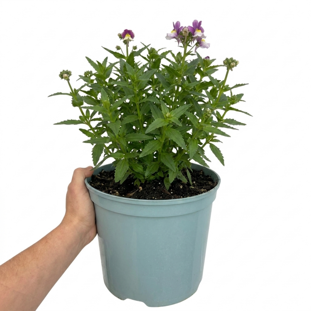 Further views of Nemesia Lady Kate 'Penkate' supplied as a large plant in a 5L pot at Cedar Nursery, Cobham, Surrey.