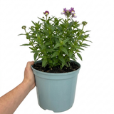 Further views of Nemesia Lady Kate 'Penkate' supplied as a large plant in a 5L pot at Cedar Nursery, Cobham, Surrey.