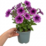 Further views of Petunia 'Sanguna Mega Purple Vein' supplied as a large garden-ready plant in a 2L pot.