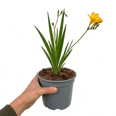 Freesia 'Gold River' showing its slender upright stems, narrow foliage and elegant flowers in bloom.