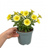 Further views of Petunia 'Capella Hello Yellow' supplied as a large garden-ready plant in a 2L pot.