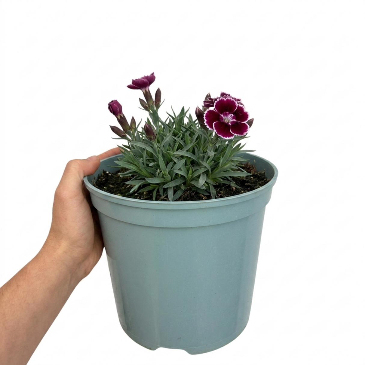 Dianthus Sugar Plum ='Wp08 Ian04', a compact cottage pink forming a mound of narrow foliage topped with pretty flowers.