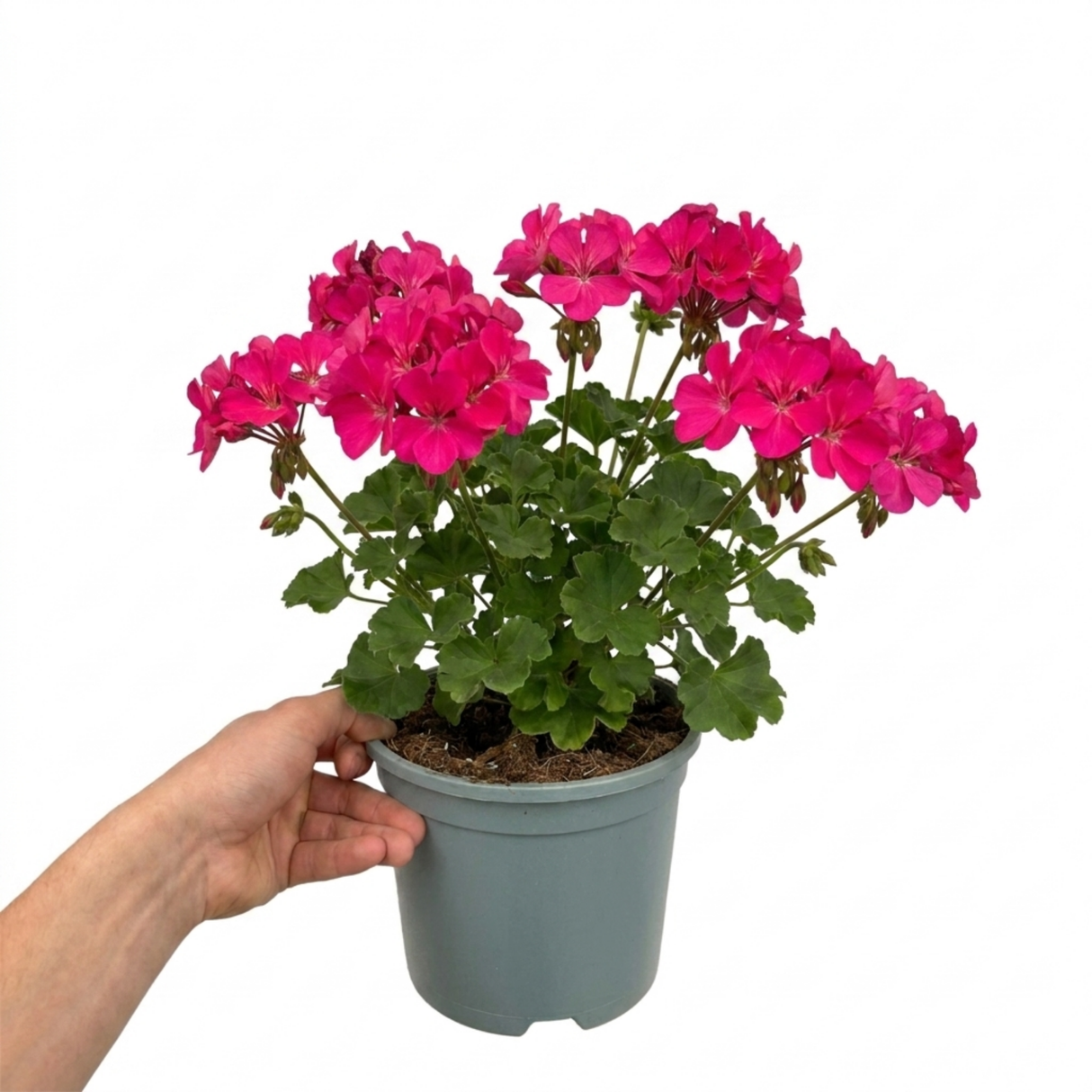 Additional views of Pelargonium 'Calliope M Hot Pink', a large outdoor garden-ready geranium supplied in a 2L pot.