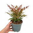 Nandina domestica 'Light Red' compact evergreen shrub with delicate, densely held foliage tinged red.