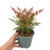 Nandina domestica 'Light Red' compact evergreen shrub with delicate, densely held foliage tinged red.