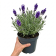 Lavandula angustifolia 'Hidcote' forming a neat mound of narrow grey-green leaves topped with upright flower spikes.
