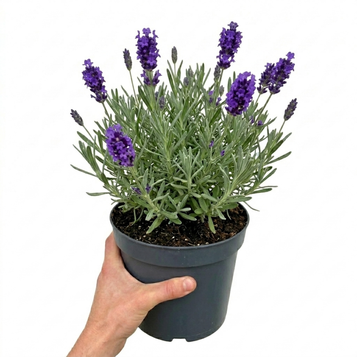 Lavandula angustifolia 'Hidcote' forming a neat mound of narrow grey-green leaves topped with upright flower spikes.