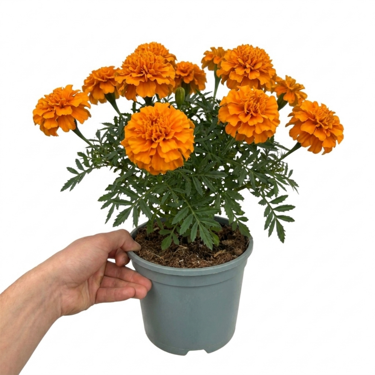 Further views of African Marigold 'Taishan Orange', a large outdoor garden-ready plant supplied in a 2L pot.