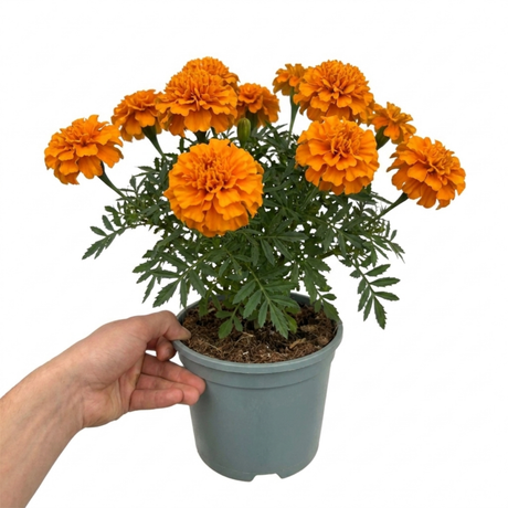 Further views of African Marigold 'Taishan Orange', a large outdoor garden-ready plant supplied in a 2L pot.