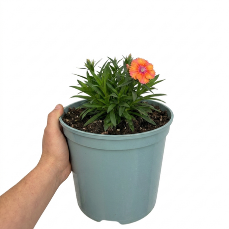 Dianthus Cocktail Tequila Sunrise, a summer-flowering perennial pink, showing its flowers and slender foliage