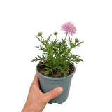 Scabiosa columbaria 'Pink Mist' with pincushion blooms on wiry stems rising over neat foliage, a classic cottage garden perennial.