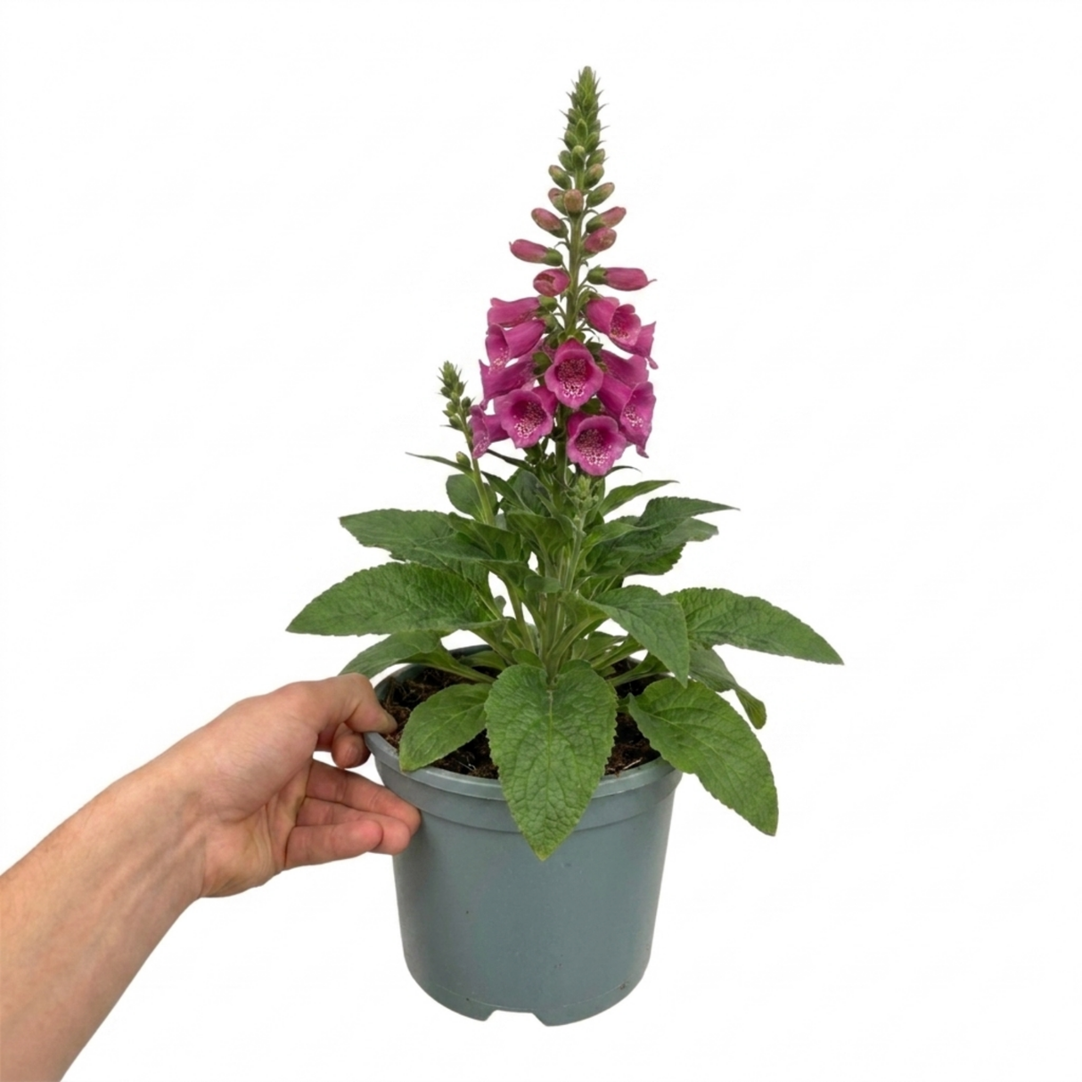 Digitalis 'Hanabee Deep Rose' foxglove with upright spires of pink and rose-gold flowers and evergreen green foliage
