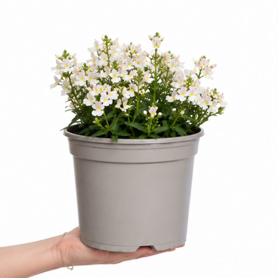 Further views of the Nemesia 'Lady Mary' large plant supplied in a 5L pot by Cedar Nursery.