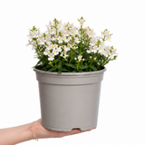 Further views of the Nemesia 'Lady Mary' large plant supplied in a 5L pot by Cedar Nursery.