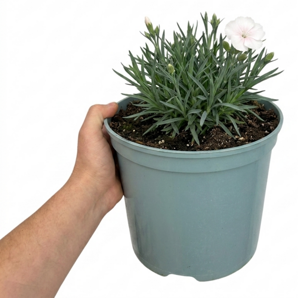 Dianthus Memories cottage pink forming a neat clump of narrow grey-green leaves topped with dainty pink flowers.