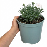 Dianthus Memories cottage pink forming a neat clump of narrow grey-green leaves topped with dainty pink flowers.