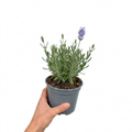 Lavandula angustifolia 'Hidcote Light Blue' English lavender forming a bushy mound of narrow grey-green foliage with upright flower spikes.
