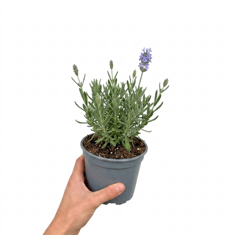Lavandula angustifolia 'Hidcote Light Blue' English lavender forming a bushy mound of narrow grey-green foliage with upright flower spikes.