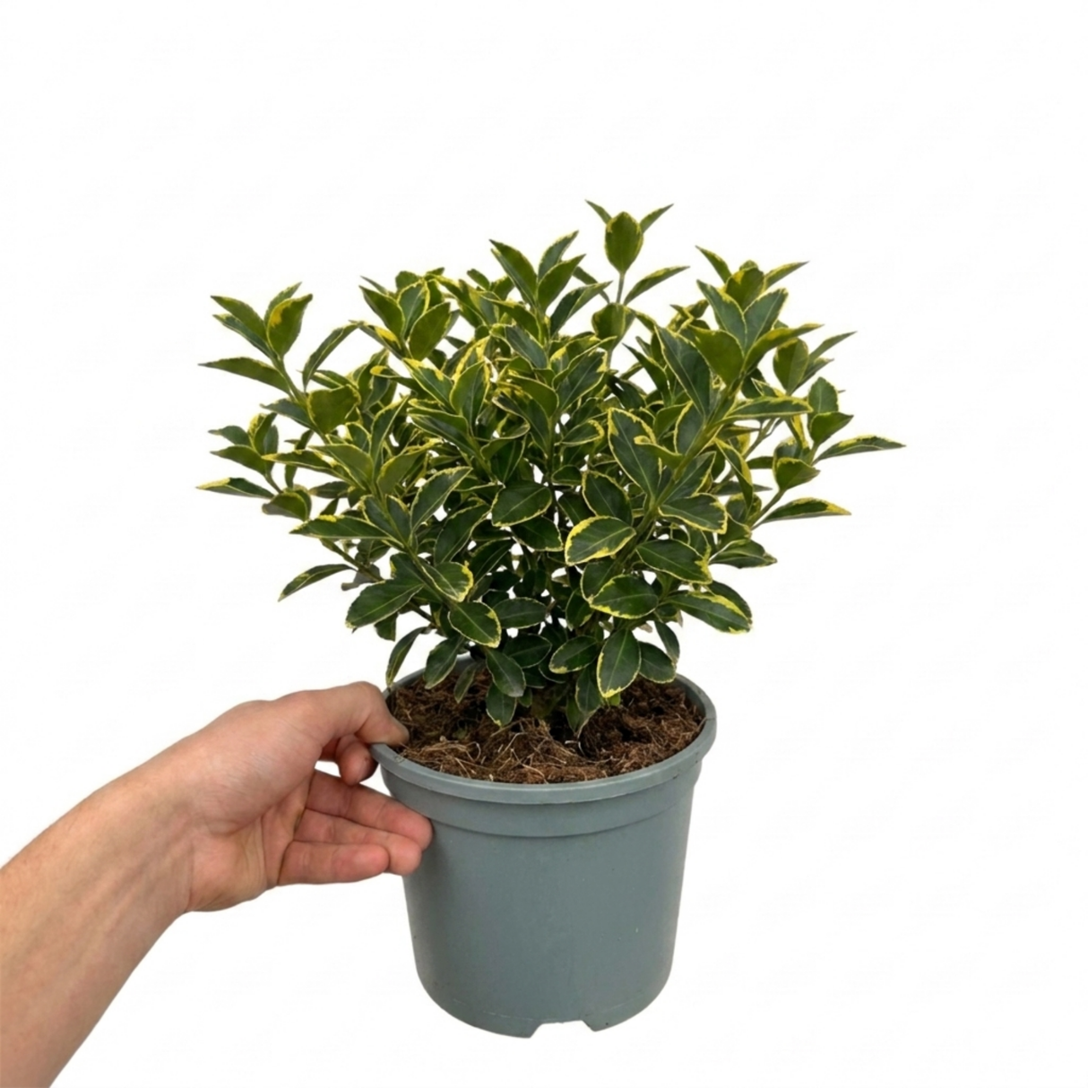 Variegated foliage of Euonymus japonicus 'Aureomarginatus', a large plant supplied in a 2L pot, ready to plant.