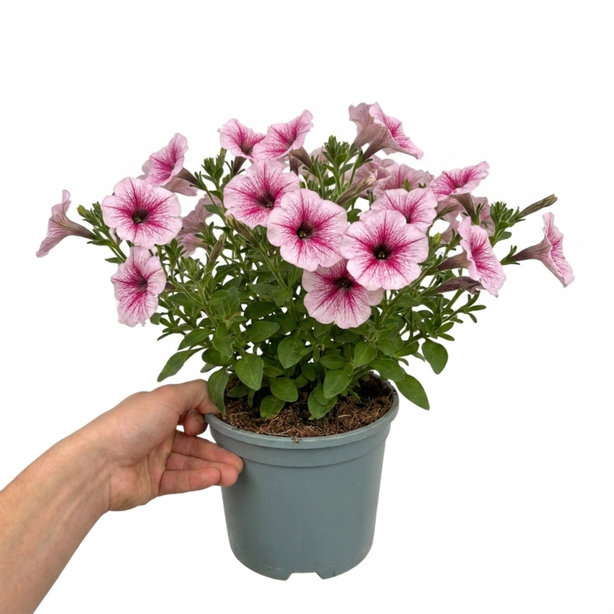 Additional views of Petunia 'Sanguna Mega Pink Vein', a large garden-ready plant supplied in a 2L pot.