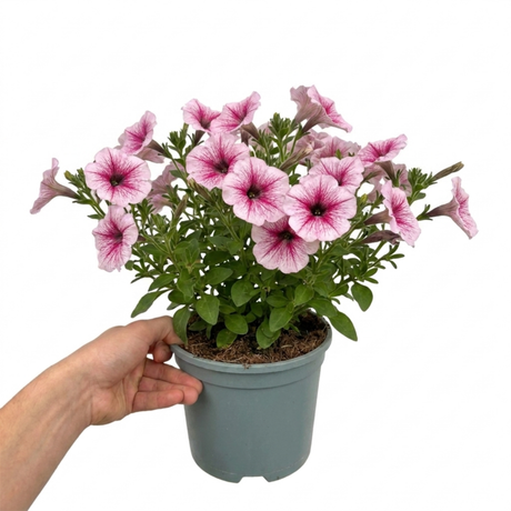 Additional views of Petunia 'Sanguna Mega Pink Vein', a large garden-ready plant supplied in a 2L pot.