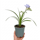 Freesia 'Delta River' perennial with graceful flower spikes of funnel-shaped blooms rising from clumps of narrow, sword-like foliage.