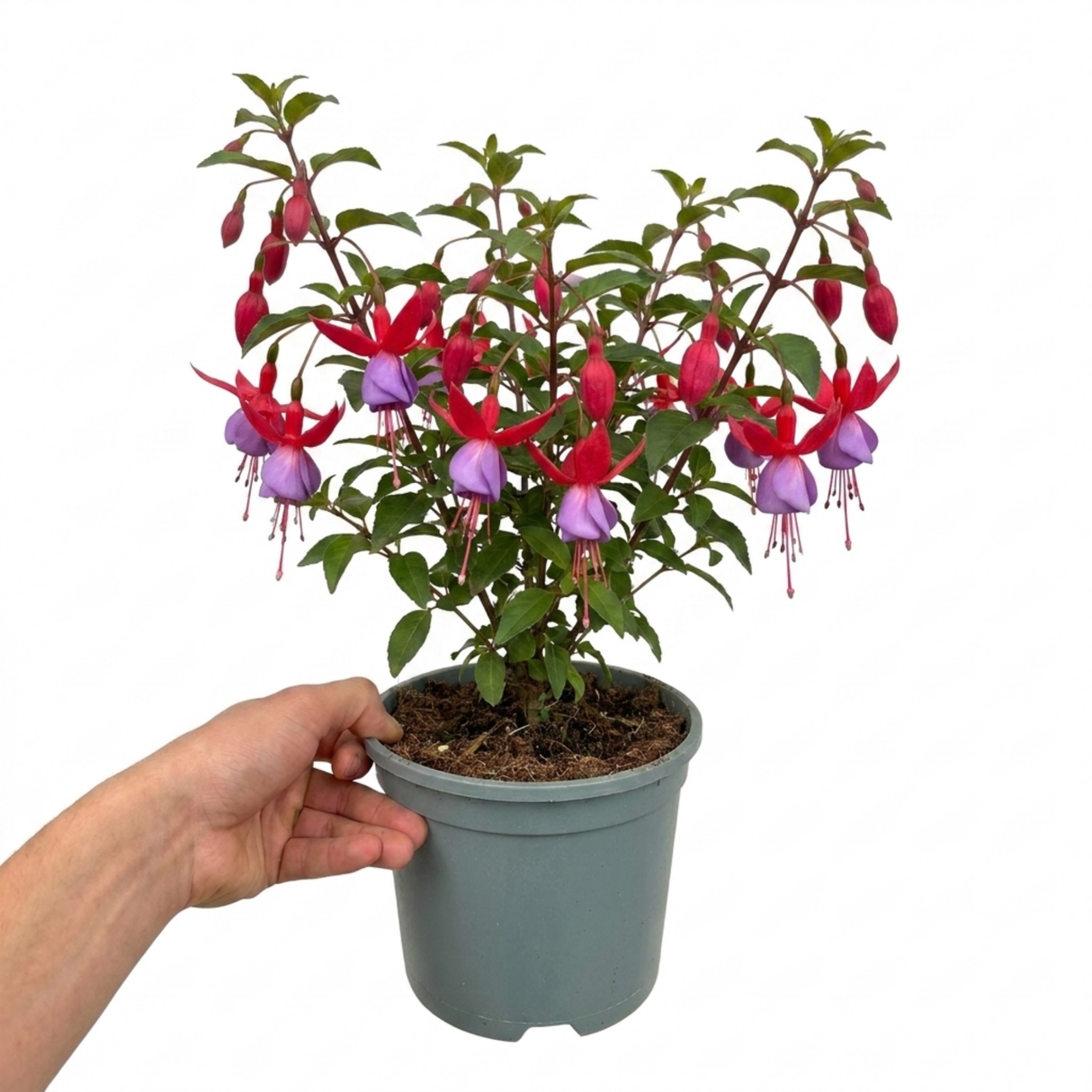 Further views of the upright Fuchsia Fuchsita Red Lavender plant showing its red and lavender flowers.
