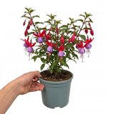 Further views of the upright Fuchsia Fuchsita Red Lavender plant showing its red and lavender flowers.