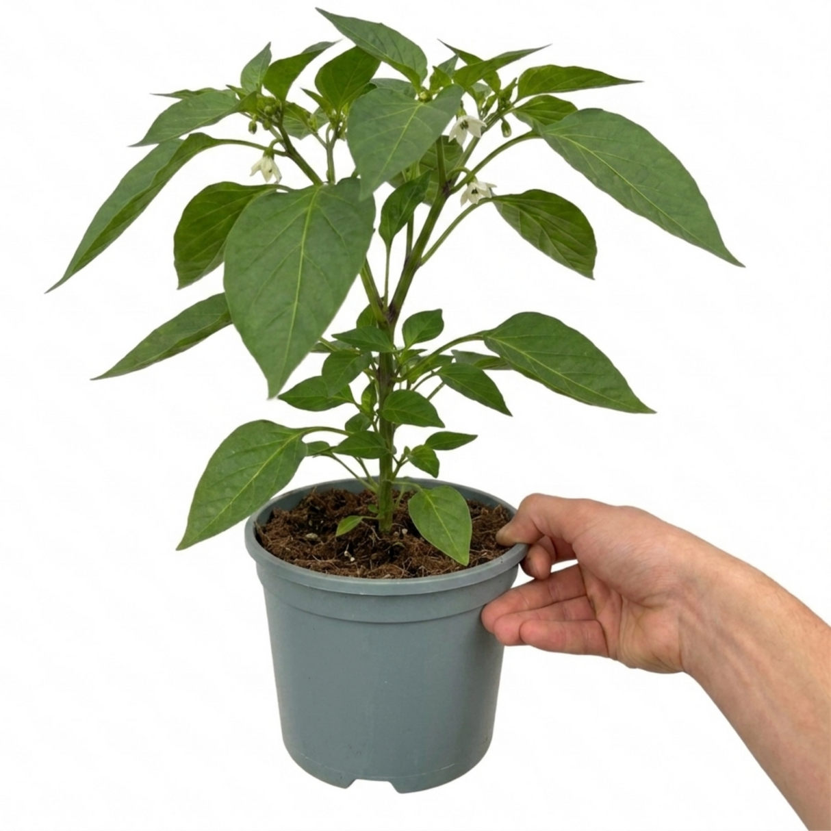 Sweet Pepper 'Redskin' F1, a productive grow-your-own pepper plant for cultivating in the garden or on the patio.