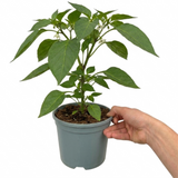 Sweet Pepper 'Redskin' F1, a productive grow-your-own pepper plant for cultivating in the garden or on the patio.