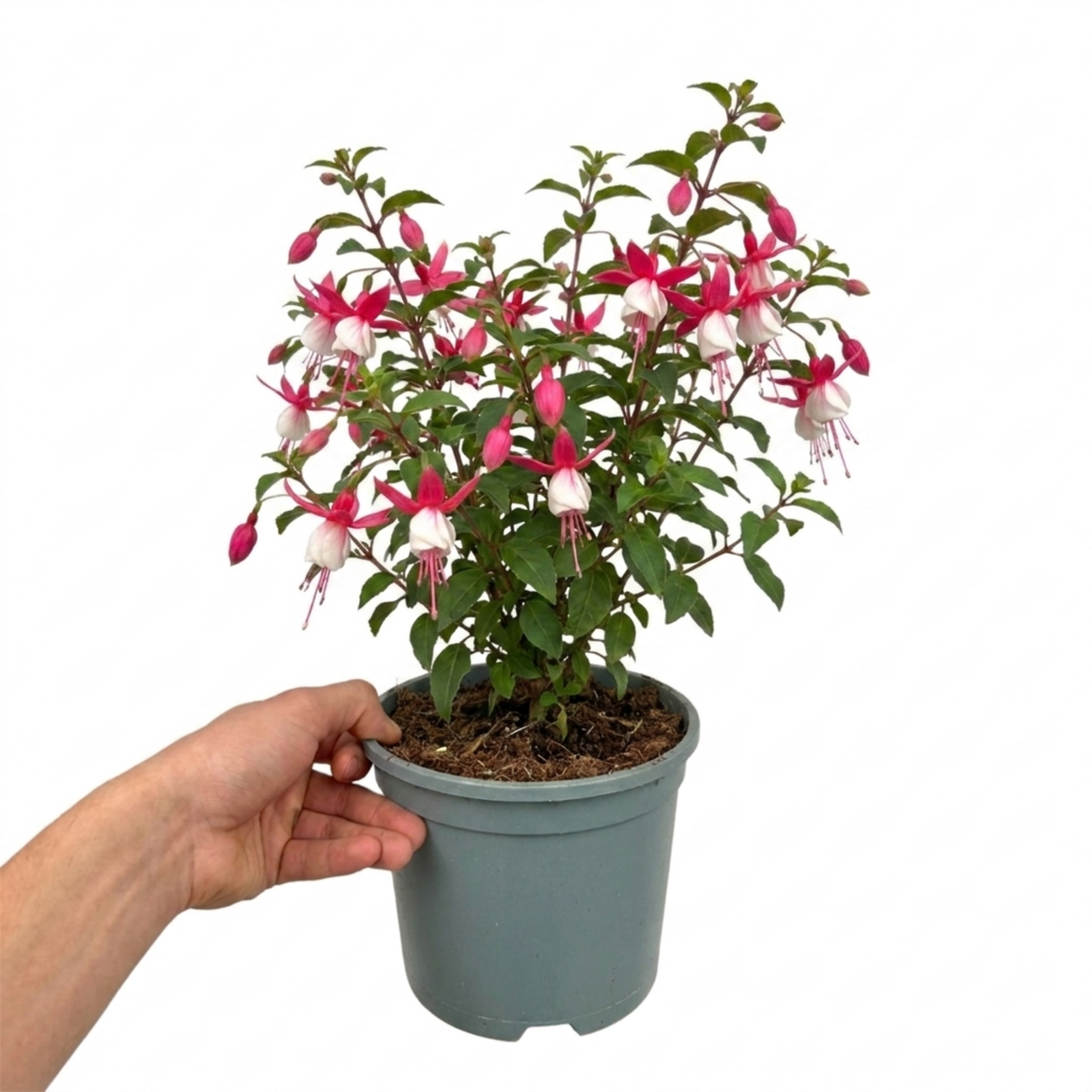 Further views of the upright Fuchsia 'Fuchsita Pink White', a large outdoor garden-ready plant in a 2L pot at Cedar Nursery.