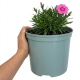 Dianthus 'Pink Celebration' with pink flowers and neat mounds of narrow grey-green foliage.
