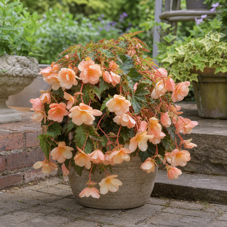 Further views of Begonia 'Fragrant Falls Peach', a garden-ready plant in a 2L pot available from Cedar Nursery in Cobham, Surrey.