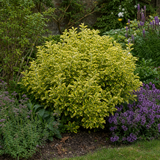 Euonymus japonicus 'Aureomarginatus' variegated shrub, a large plant in a 2L pot from Cedar Nursery.