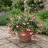 Fuchsia 'Cascade' trailing fuchsia with pendulous stems, ideal for hanging baskets and summer bedding.
