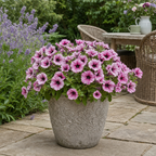 Additional views of Petunia 'Sanguna Mega Pink Vein', a large garden-ready plant supplied in a 2L pot.
