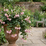 Fuchsia 'Claudia' trailing double fuchsia with tumbling stems, a favourite for hanging baskets and summer bedding.