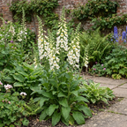 Digitalis 'Hanabee White' foxglove with tall spires of white tubular flowers above evergreen foliage
