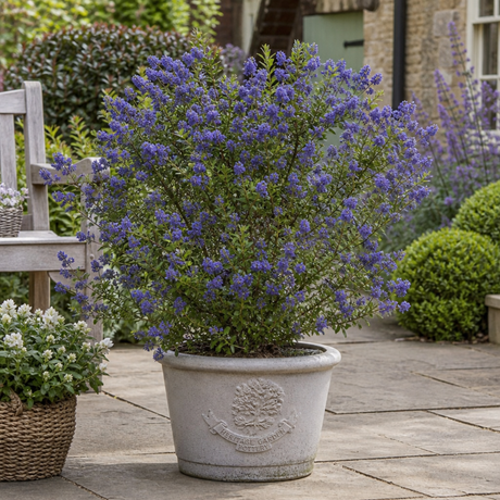 Ceanothus 'Pugets Blue' showing its compact habit, small glossy leaves and abundant flower clusters