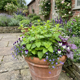Melissa officinalis, Lemon Balm, forming a clump of green foliage on bushy, upright stems.