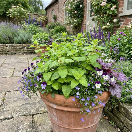 Melissa officinalis, Lemon Balm, forming a clump of green foliage on bushy, upright stems.
