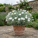 Convolvulus cneorum Silver Bush, a compact evergreen shrub with shimmering silvery leaves and white flowers.