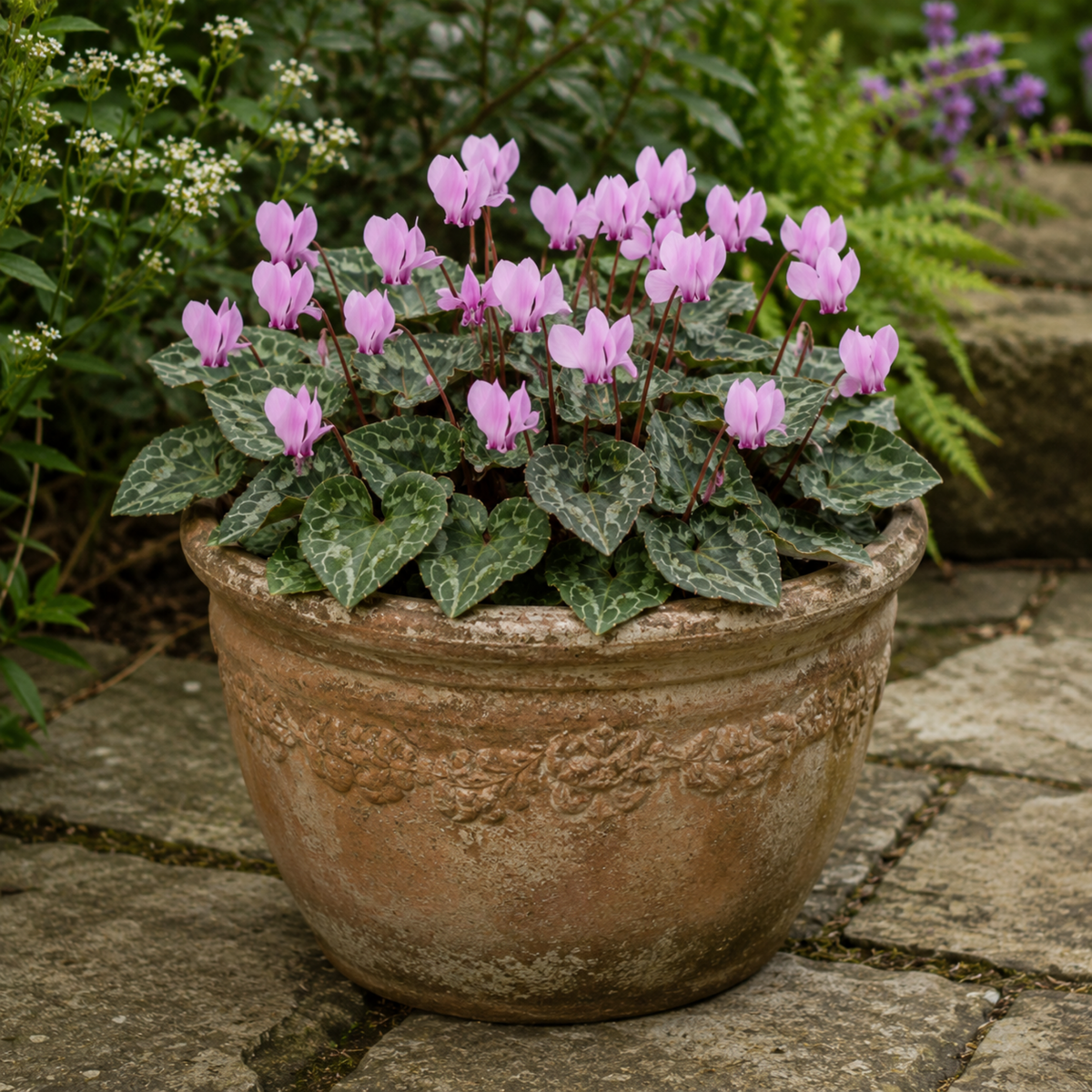 Cyclamen hederifolium in flower, showing autumn blooms rising above patterned ivy-shaped foliage.