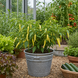 Further views of the Capsicum annuum 'Hungarian Hot Wax' grow-your-own chilli plant with 2-litre root ball at Cedar Nursery, Cobham, Surrey.
